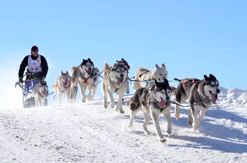 Trineo Perros en Andorra