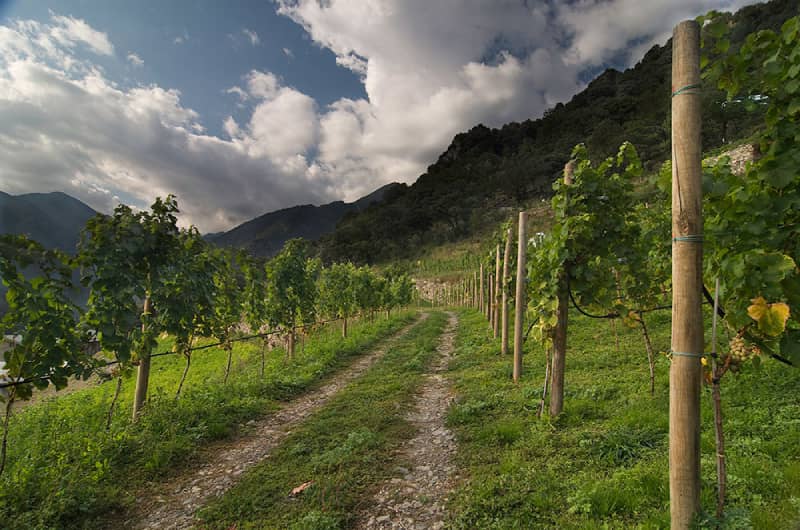 Vineyard Casa Beal Andorra