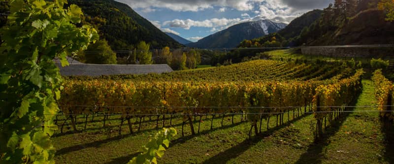 Bodega de vino Casus Belli Andorra